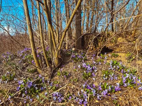 Spring in the forest 库存照片