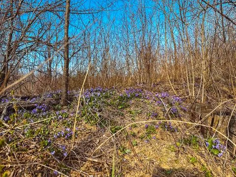 Spring in the forest Photos