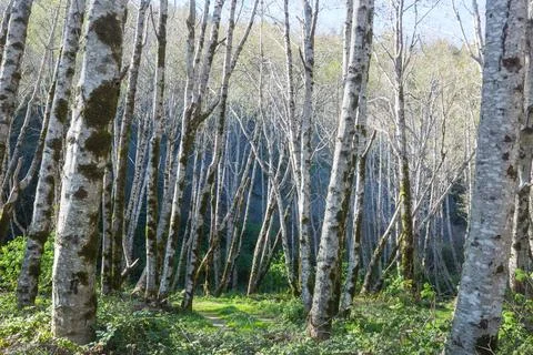 Spring forest 写真素材
