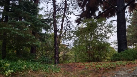 Spring forest with pine and green trees after light rain Video stock 319060631