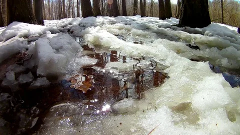 Spring Forest Puddle Stream Looped Stock Footage 102912810