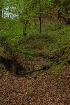 Spring forest ravine with fallen tree trunks and dry leaves - lush green Stock Photos