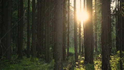 Spring forest in the rays of the setting sun Stock Footage 154124812