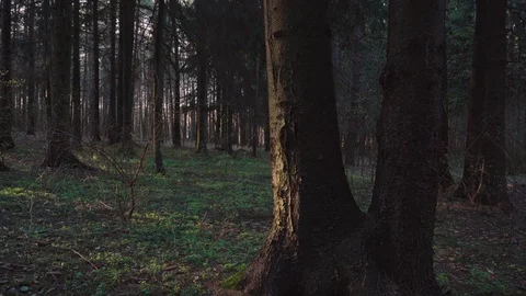 Spring forest in the rays of the sun Stock Footage 74841685