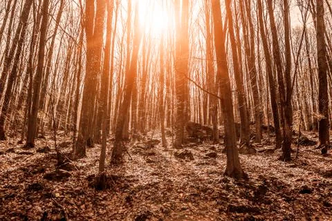 Spring forest in the rays of sunlight. Stock Photos