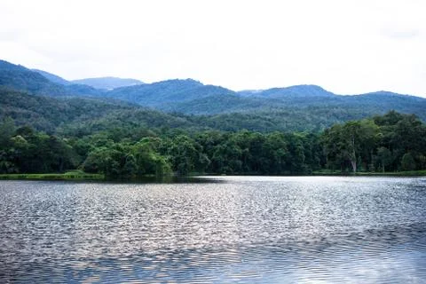 Spring forest is reflected in the river Stock Photos
