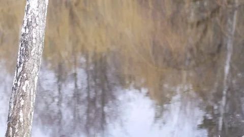 Spring forest reflected in water, with birch Stock Footage 74065603