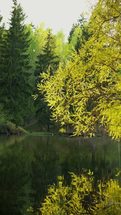 Spring Forest Reflection In Calm Lake Water, Lush Green Trees And Clear Sky 库存影片 334442441