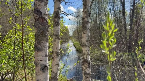 Spring Forest. The River. Birch Trees Stock Footage 334387197