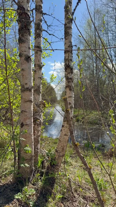 Spring Forest. River. Birch Trees. Blue Sky. Vertical. Stock Footage 334387270