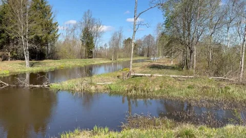 Spring Forest. River. Blue sky. Panorama Stock Footage 334383293