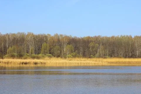 Spring forest by the river Stock Photos