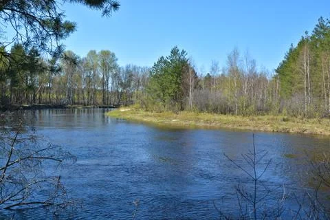 Spring forest river. Stock Photos