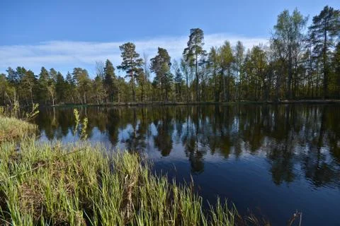 Spring on the forest river. Stock Photos