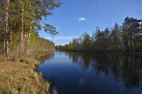 Spring on the forest river. Stock Photos
