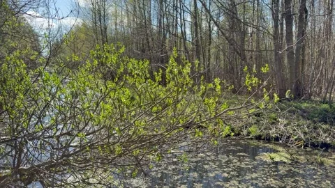 Spring Forest. River. Young leaves on the trees Stock Footage 334387398