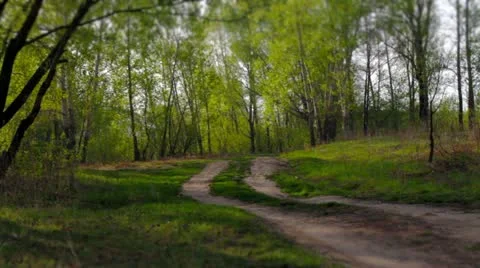 Spring Forest Road. Stock Footage 10913300