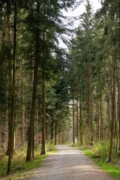 Spring forest scene and pathway in Europe. Day time, no people Foto stock