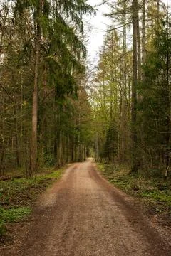 Spring forest scene and pathway in Europe. Day time, no people 스톡 사진