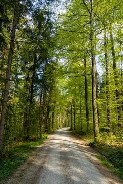 Spring forest scene and pathway in Europe. Day time, no people. Photos