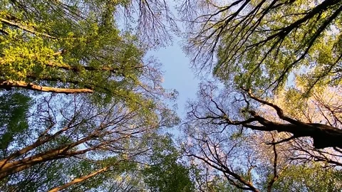 Spring forest scenic motion at sunset Stock Footage 153969298