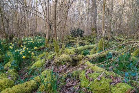 Spring forest. Selective focus Stock Photos