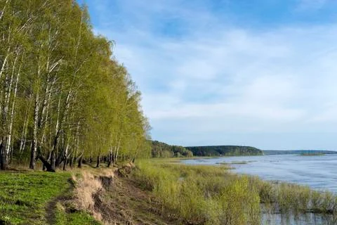 Spring forest on the shore of a deep river 库存照片