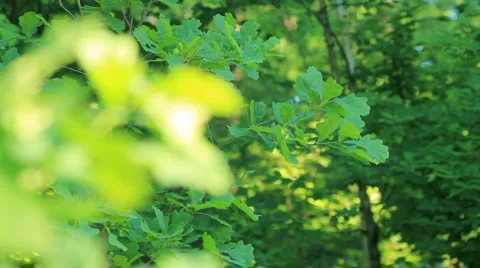 Spring forest. shot motorized slider. Stock Footage 6530876