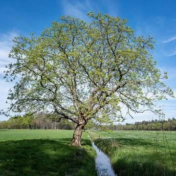 Spring forest shows early spring colors. near meadow with chestnut tree in .. Stock Photos