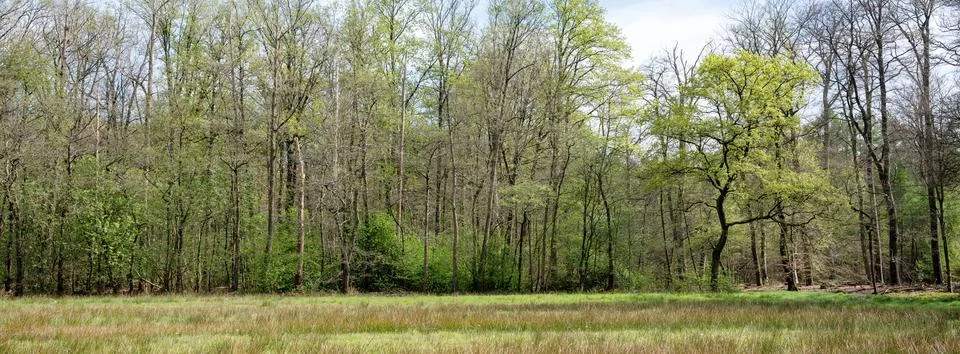 Spring forest shows early spring colors near meadow with oak tree in the ne.. Stock Photos