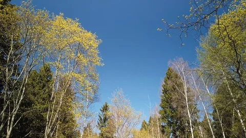 Spring in the forest. Sky and trees 4k Stock Footage 129562234