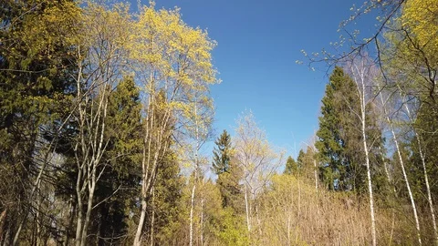 Spring in the forest. Sky and trees 4k Stock Footage 129562251