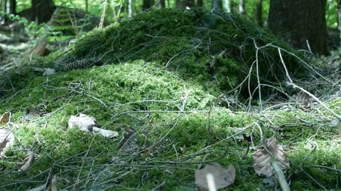 Spring Forest slider-shot 動画素材 129257832