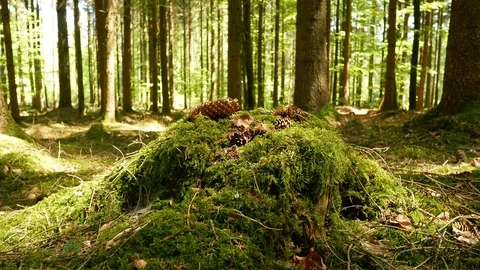 Spring Forest slider shot 動画素材 129261263