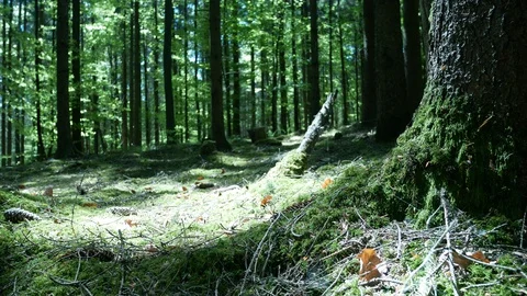 Spring Forest slider shot 動画素材 129500445