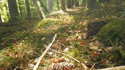 Spring Forest slow ascending slider-shot 動画素材 129306778