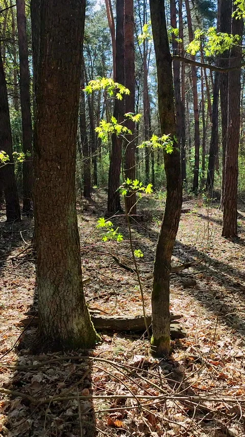Spring forest Small thin trunk branches young green leaves large trees Vertical Stock Footage 311086754