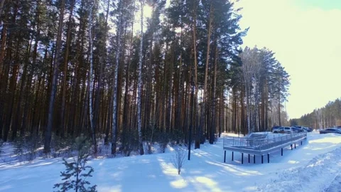 Spring forest with snow in bright sun Stock Footage 237445238
