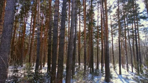 Spring forest with snow in bright sun Stock-Footage 237445251