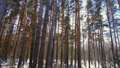 Spring forest with snow in bright sun Stock Footage 237445337