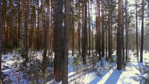 Spring forest with snow in bright sun Stock Footage 237445384
