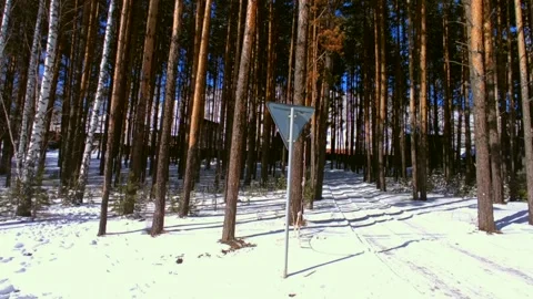 Spring forest with snow in bright sun Stock Footage 237445409