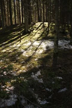 Spring in the forest, snow melts Stock Photos