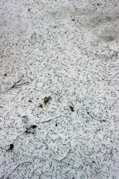 Spring in the forest, snow melts Stock Photos