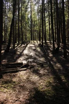 Spring in the forest, snow melts Foto stock