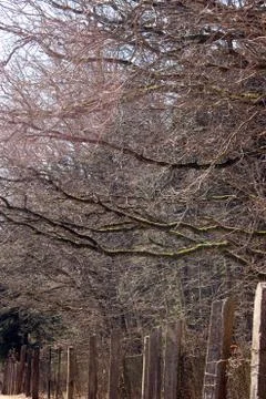 Spring in the forest, snow melts Stock Photos