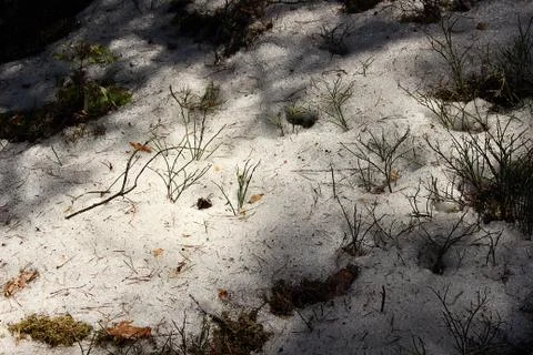 Spring in the forest, snow melts Stock Photos