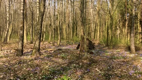 Spring forest with snowdrops Stock Footage