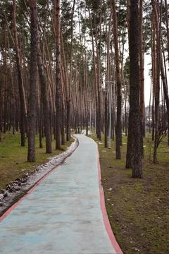 In the spring forest, a solid blue asphalt pedestrian walkway winds between pine Stock Photos