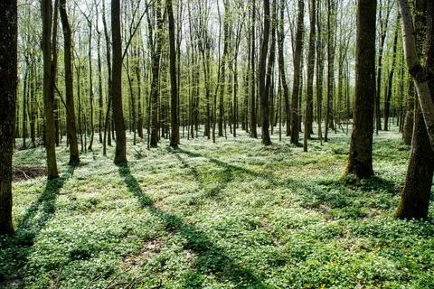 Spring forest. spring forest covered with a carpet of white anemone flowers Stock Photos